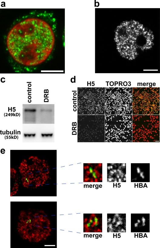 https://cdn.ncbi.nlm.nih.gov/pmc/blobs/ab2b/2542471/d8dde887f142/jcb1821083f06.jpg