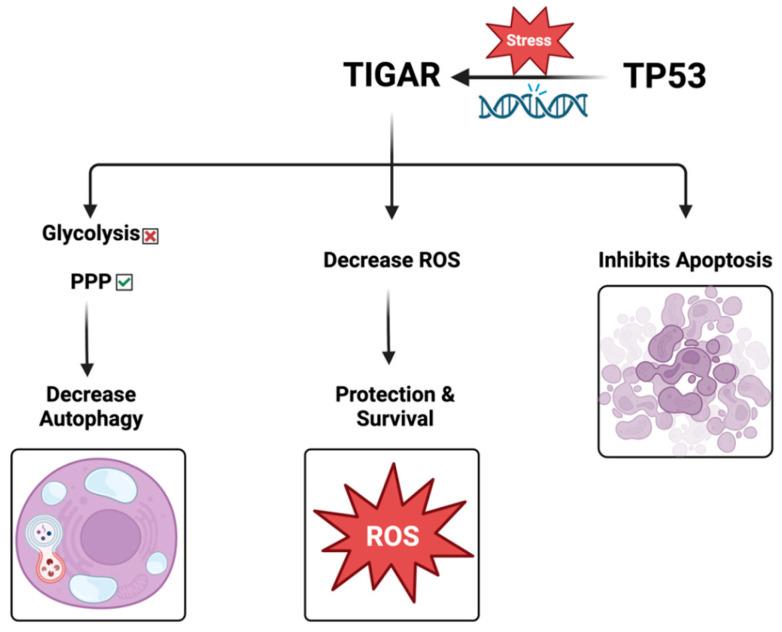 https://cdn.ncbi.nlm.nih.gov/pmc/blobs/ab2c/12025843/c18cebb4fa02/cells-14-00598-g003.jpg