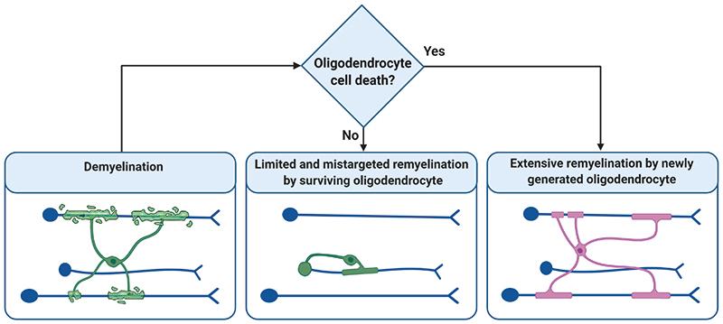 https://cdn.ncbi.nlm.nih.gov/pmc/blobs/ab2d/7612594/9354673ae0f1/EMS140662-f011.jpg