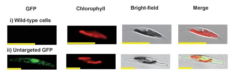 https://cdn.ncbi.nlm.nih.gov/pmc/blobs/ab31/5462543/bf7edca294a2/elife-23717-fig2-figsupp7.jpg