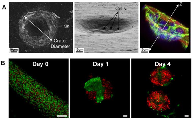 https://cdn.ncbi.nlm.nih.gov/pmc/blobs/ab32/10813147/93536521f284/bioengineering-11-00028-g007.jpg