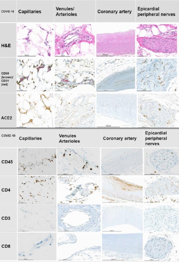 https://cdn.ncbi.nlm.nih.gov/pmc/blobs/ab33/11762605/05d3804dae17/11239_2024_3028_Fig2_HTML.jpg