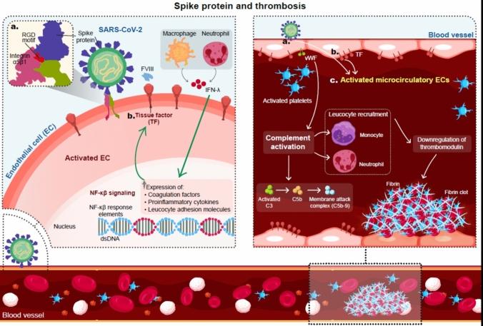 https://cdn.ncbi.nlm.nih.gov/pmc/blobs/ab33/11762605/16a59152c9be/11239_2024_3028_Fig5_HTML.jpg