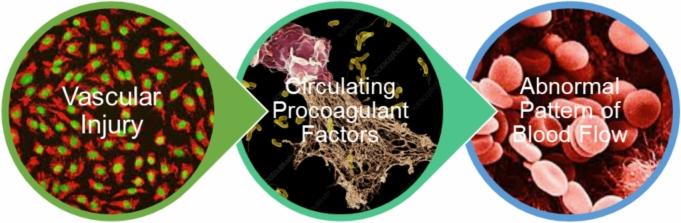 https://cdn.ncbi.nlm.nih.gov/pmc/blobs/ab33/11762605/a3633a57c0d4/11239_2024_3028_Fig1_HTML.jpg