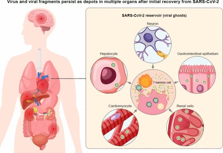 https://cdn.ncbi.nlm.nih.gov/pmc/blobs/ab33/11762605/f6defc02d4f6/11239_2024_3028_Fig4_HTML.jpg
