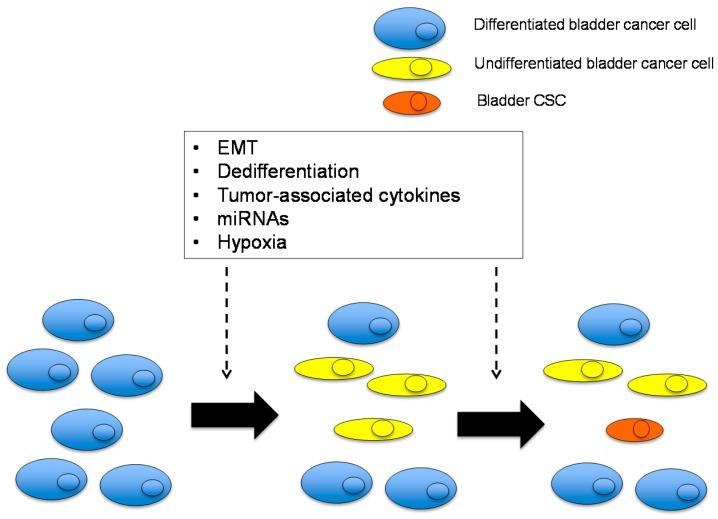 https://cdn.ncbi.nlm.nih.gov/pmc/blobs/ab34/4730288/469a089dfb56/ijms-17-00043-g003.jpg