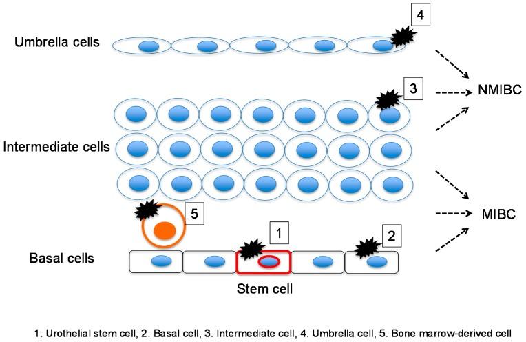 https://cdn.ncbi.nlm.nih.gov/pmc/blobs/ab34/4730288/9414d3387bb5/ijms-17-00043-g002.jpg