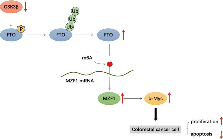 https://cdn.ncbi.nlm.nih.gov/pmc/blobs/ab36/7933972/bf24d296c3ad/JCMM-25-2655-g007.jpg