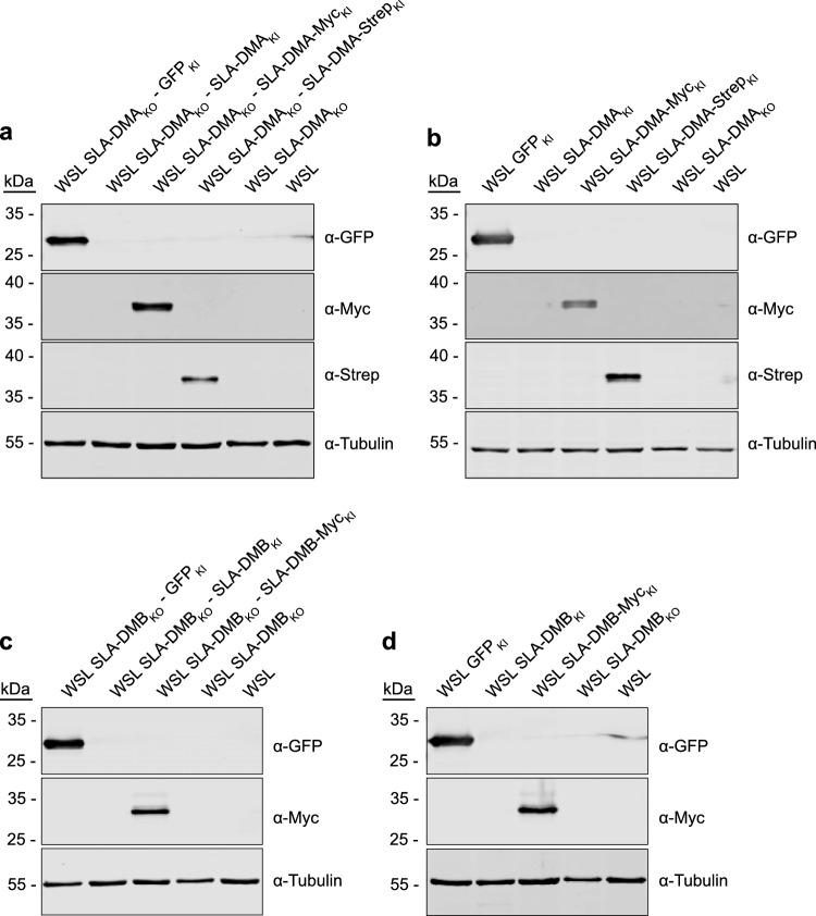https://cdn.ncbi.nlm.nih.gov/pmc/blobs/ab38/10442341/cfeda990b836/41598_2023_36788_Fig6_HTML.jpg