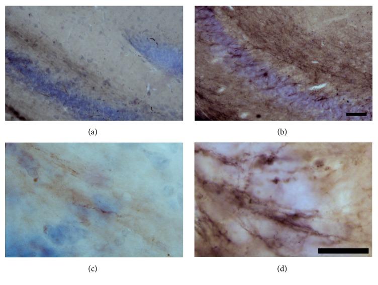 https://cdn.ncbi.nlm.nih.gov/pmc/blobs/ab38/5149707/562ab09637cb/OMCL2016-3974648.003.jpg