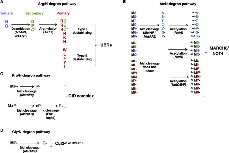 https://cdn.ncbi.nlm.nih.gov/pmc/blobs/ab39/11178506/2ce98bf34137/JCB_202311035_FigS1.jpg
