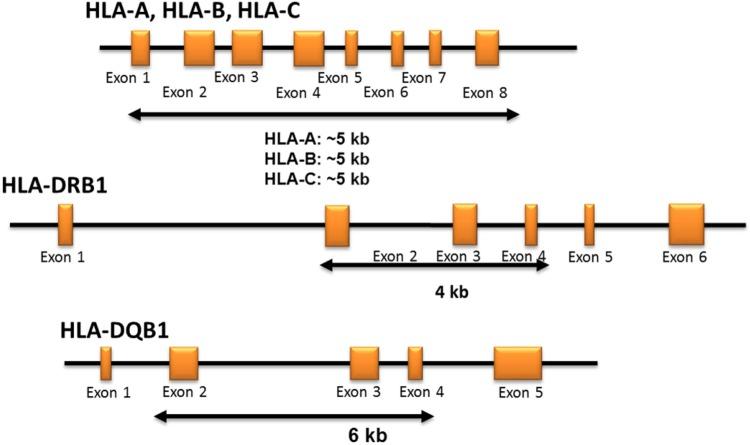 https://cdn.ncbi.nlm.nih.gov/pmc/blobs/ab3b/5087893/e8237515f7e3/pone.0165810.g001.jpg