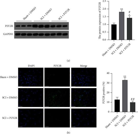 https://cdn.ncbi.nlm.nih.gov/pmc/blobs/ab3e/8828345/faeb21a92fe6/NP2022-2191011.001.jpg