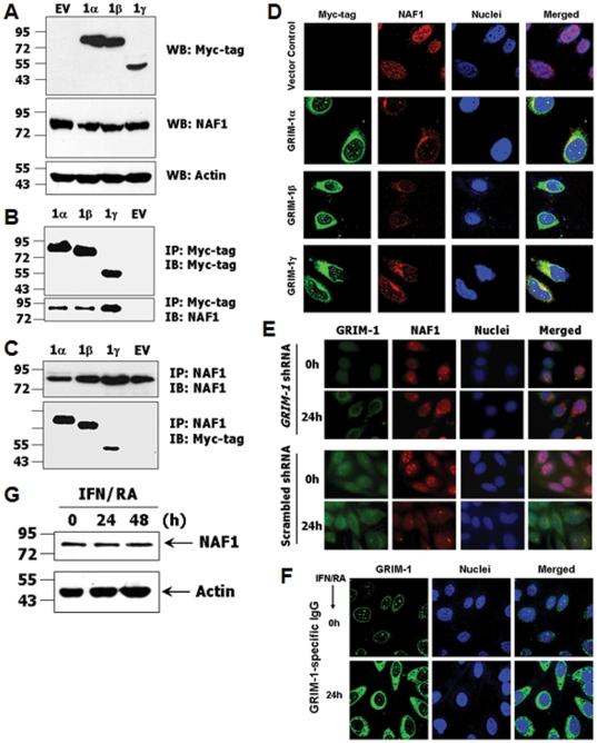 https://cdn.ncbi.nlm.nih.gov/pmc/blobs/ab3f/3169572/323ed94ff709/pone.0024082.g002.jpg