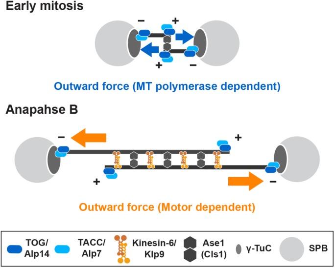 https://cdn.ncbi.nlm.nih.gov/pmc/blobs/ab43/5706992/0729b5ede57d/3647fig7.jpg