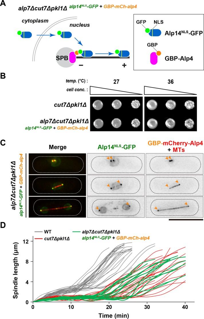 https://cdn.ncbi.nlm.nih.gov/pmc/blobs/ab43/5706992/bbc754998349/3647fig6.jpg