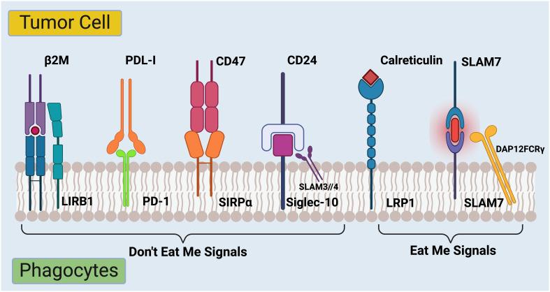 https://cdn.ncbi.nlm.nih.gov/pmc/blobs/ab44/11176514/8ed0742bacd7/fimmu-15-1401528-g002.jpg