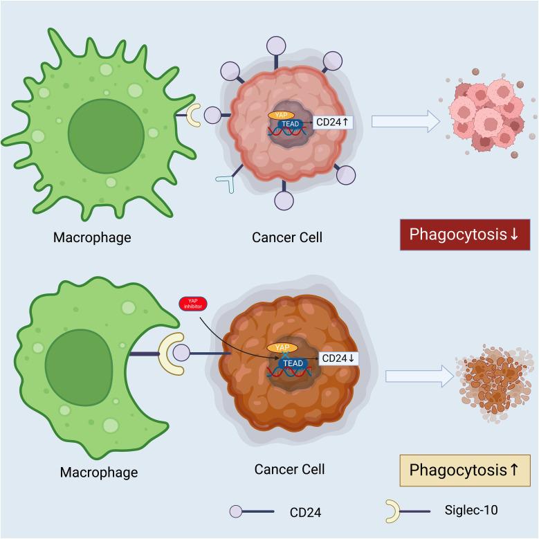 https://cdn.ncbi.nlm.nih.gov/pmc/blobs/ab44/11176514/a084fc39d6e5/fimmu-15-1401528-g005.jpg