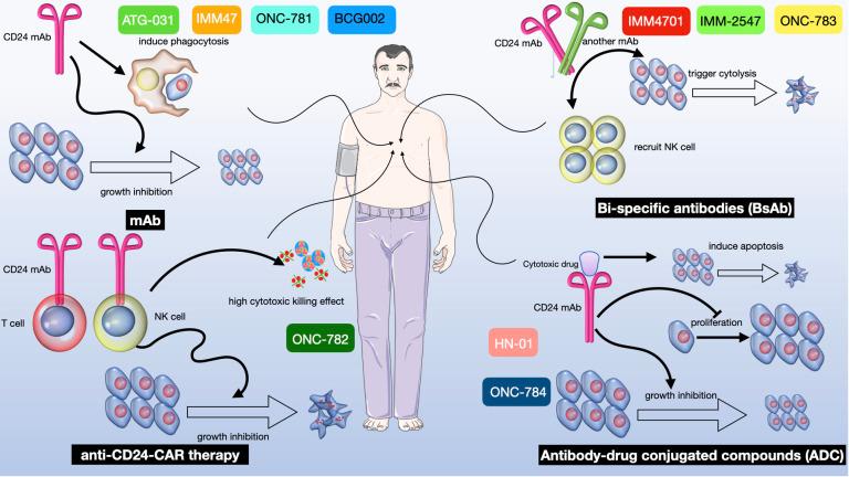 https://cdn.ncbi.nlm.nih.gov/pmc/blobs/ab44/11176514/f653782e648f/fimmu-15-1401528-g006.jpg