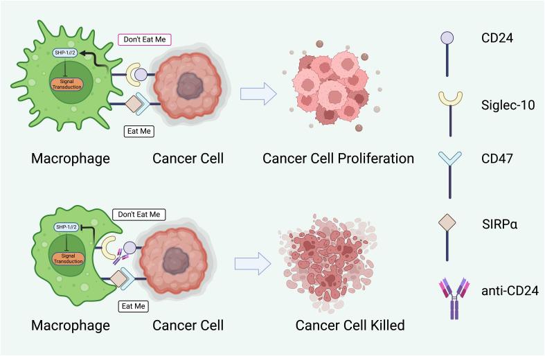 https://cdn.ncbi.nlm.nih.gov/pmc/blobs/ab44/11176514/fc37d33d51b3/fimmu-15-1401528-g003.jpg