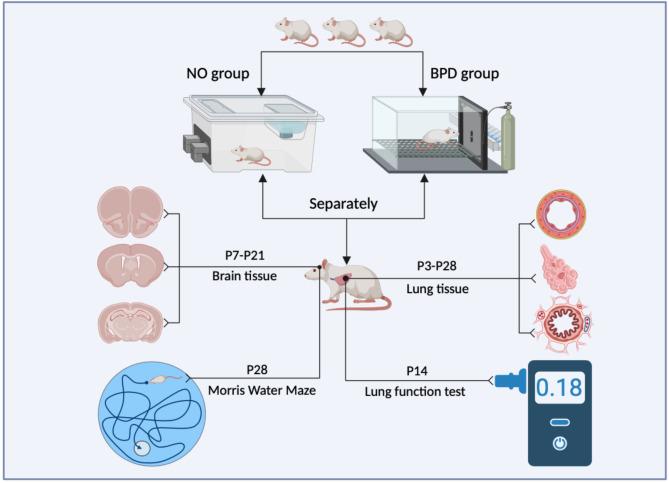 https://cdn.ncbi.nlm.nih.gov/pmc/blobs/ab44/11603889/fe364b3ca83d/12868_2024_912_Fig1_HTML.jpg