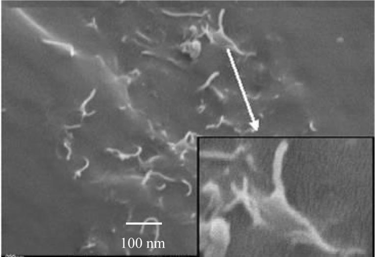 https://cdn.ncbi.nlm.nih.gov/pmc/blobs/ab44/5453261/37d51b257eb2/materials-07-01995f7.jpg