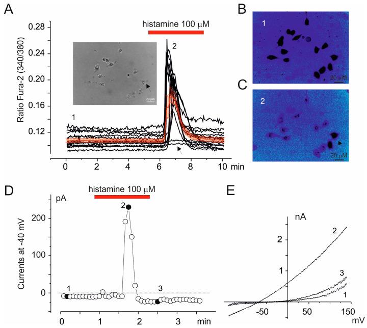 https://cdn.ncbi.nlm.nih.gov/pmc/blobs/ab46/11720479/08c4ce26dba4/cells-14-00050-g005.jpg