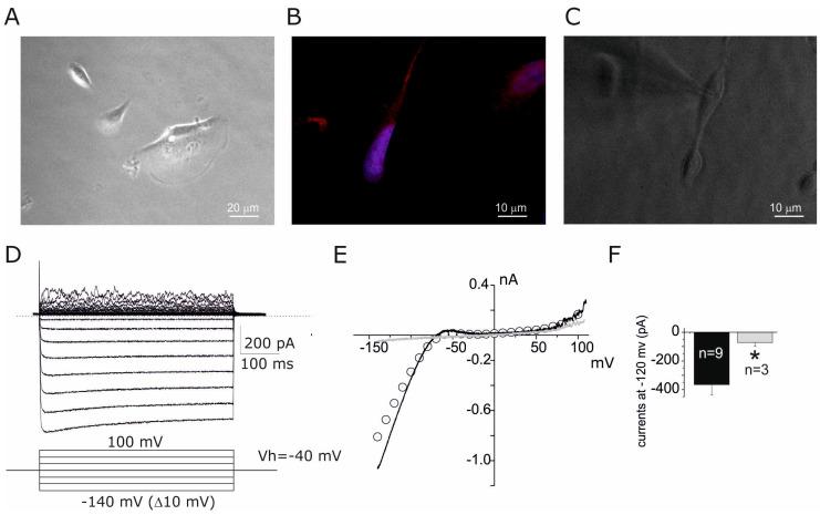 https://cdn.ncbi.nlm.nih.gov/pmc/blobs/ab46/11720479/c80f2e3bb5ed/cells-14-00050-g001.jpg