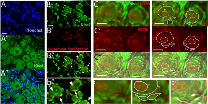 https://cdn.ncbi.nlm.nih.gov/pmc/blobs/ab46/5068091/f15f22324b07/fnmol-09-00100-g001.jpg