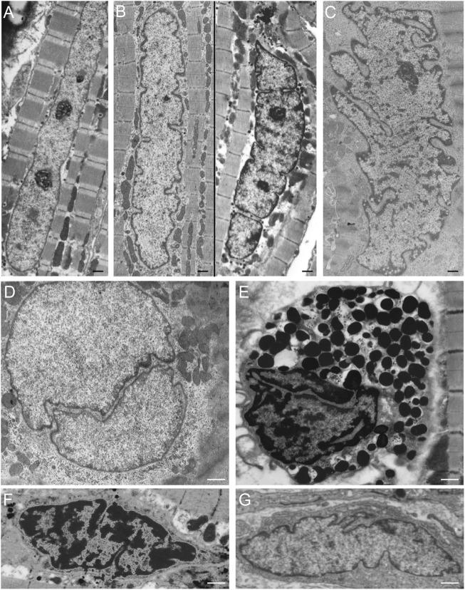 https://cdn.ncbi.nlm.nih.gov/pmc/blobs/ab48/9243388/6130c9121be3/fcell-10-914286-g004.jpg