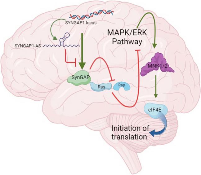 https://cdn.ncbi.nlm.nih.gov/pmc/blobs/ab49/11922980/6d16990c9e4f/431_2025_6089_Fig1_HTML.jpg