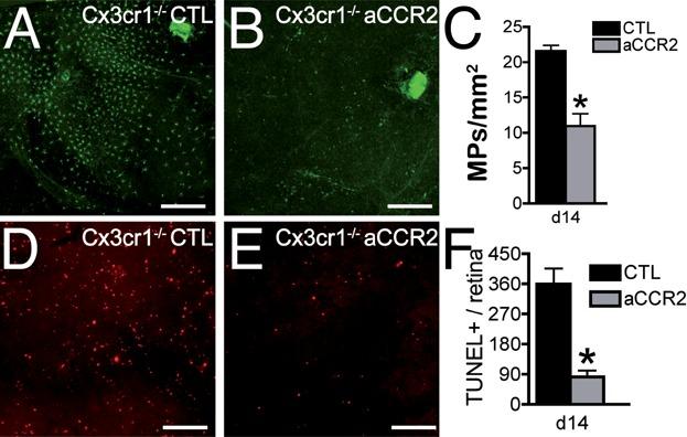 https://cdn.ncbi.nlm.nih.gov/pmc/blobs/ab4a/3840491/2254ce013444/emmm0005-1775-f7.jpg