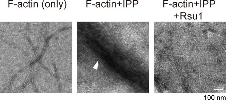 https://cdn.ncbi.nlm.nih.gov/pmc/blobs/ab4a/7909951/35fafc7f8d7a/elife-64395-fig4-figsupp3.jpg