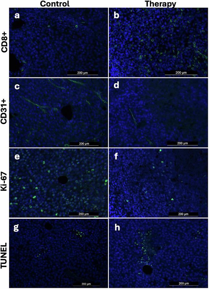 https://cdn.ncbi.nlm.nih.gov/pmc/blobs/ab4b/12167185/d13a04247bb8/41747_2025_597_Fig6_HTML.jpg