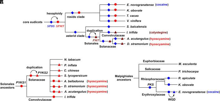 https://cdn.ncbi.nlm.nih.gov/pmc/blobs/ab4e/10151470/1b3182240ee7/pnas.2302448120fig03.jpg