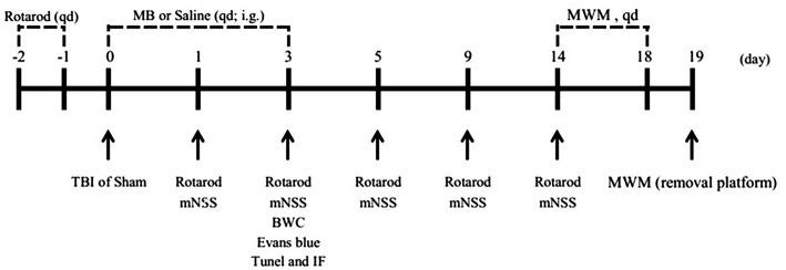 https://cdn.ncbi.nlm.nih.gov/pmc/blobs/ab4e/6856146/06512dd448b6/fneur-10-01133-g0003.jpg