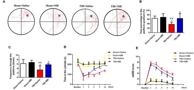 https://cdn.ncbi.nlm.nih.gov/pmc/blobs/ab4e/6856146/858c10a156bd/fneur-10-01133-g0006.jpg