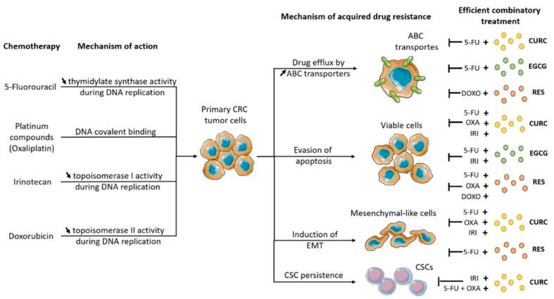 https://cdn.ncbi.nlm.nih.gov/pmc/blobs/ab4e/9406120/1dec7540035e/biomedicines-10-01948-g001.jpg
