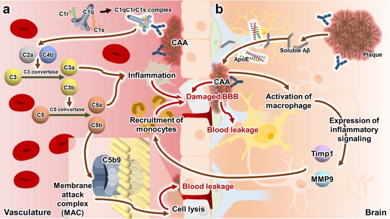 https://cdn.ncbi.nlm.nih.gov/pmc/blobs/ab4f/11771116/4116378d59ec/40035_2025_465_Fig3_HTML.jpg