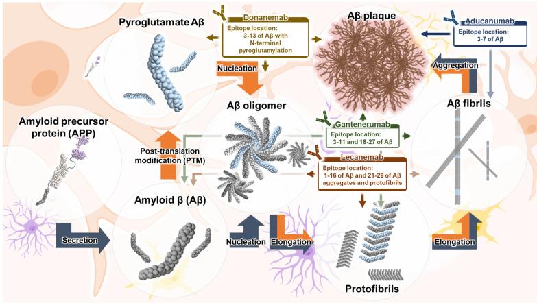 https://cdn.ncbi.nlm.nih.gov/pmc/blobs/ab4f/11771116/8c2215ecc522/40035_2025_465_Fig1_HTML.jpg