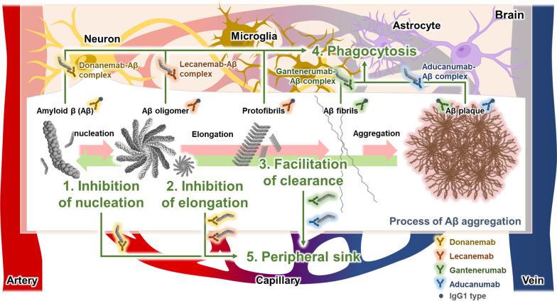 https://cdn.ncbi.nlm.nih.gov/pmc/blobs/ab4f/11771116/a97d43d19286/40035_2025_465_Fig2_HTML.jpg