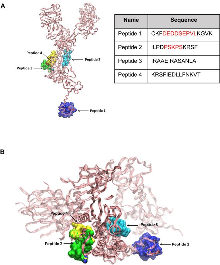 https://cdn.ncbi.nlm.nih.gov/pmc/blobs/ab50/12149208/bf9f49b7df81/fimmu-16-1540341-g001.jpg