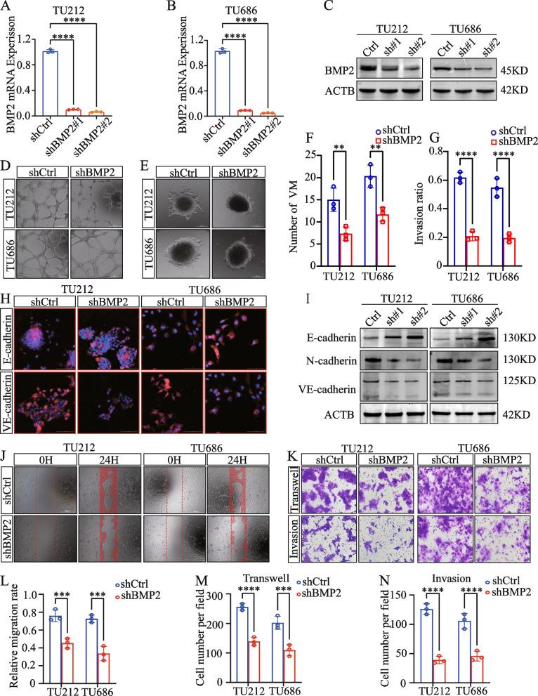 https://cdn.ncbi.nlm.nih.gov/pmc/blobs/ab52/11010429/3b0f66659c6d/12964_2024_1605_Fig7_HTML.jpg