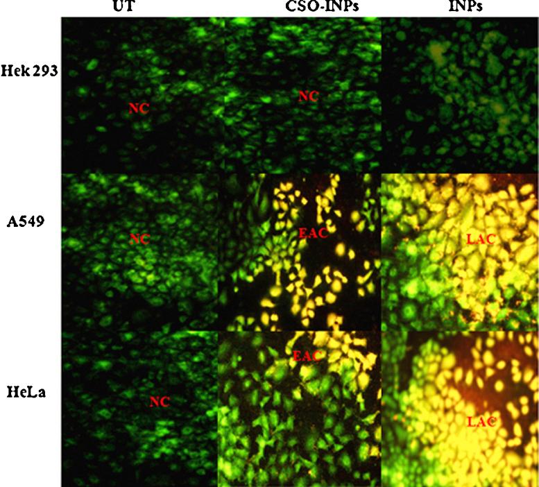 https://cdn.ncbi.nlm.nih.gov/pmc/blobs/ab52/5598369/e8020c129d4a/gr7.jpg