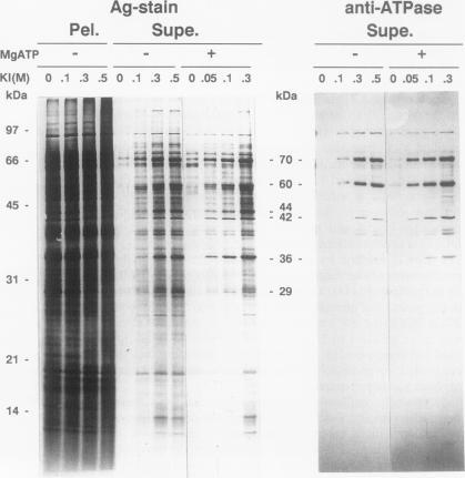 https://cdn.ncbi.nlm.nih.gov/pmc/blobs/ab55/1080422/669b3b7cf539/plntphys00704-0183-a.jpg