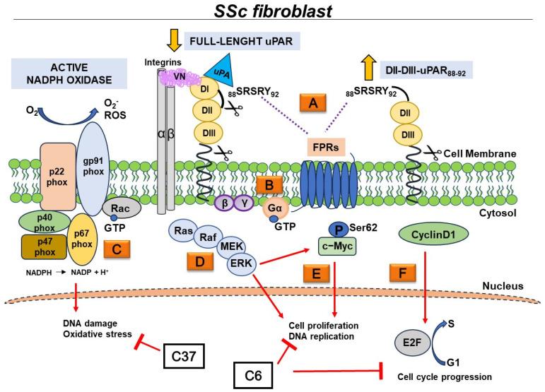 https://cdn.ncbi.nlm.nih.gov/pmc/blobs/ab59/10969995/6dbc69ee6df0/ijms-25-03156-g006.jpg