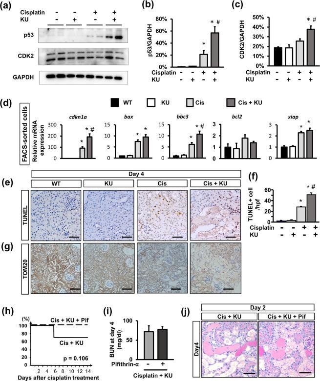 https://cdn.ncbi.nlm.nih.gov/pmc/blobs/ab61/7064514/f09aa8b935b2/41598_2020_61456_Fig5_HTML.jpg