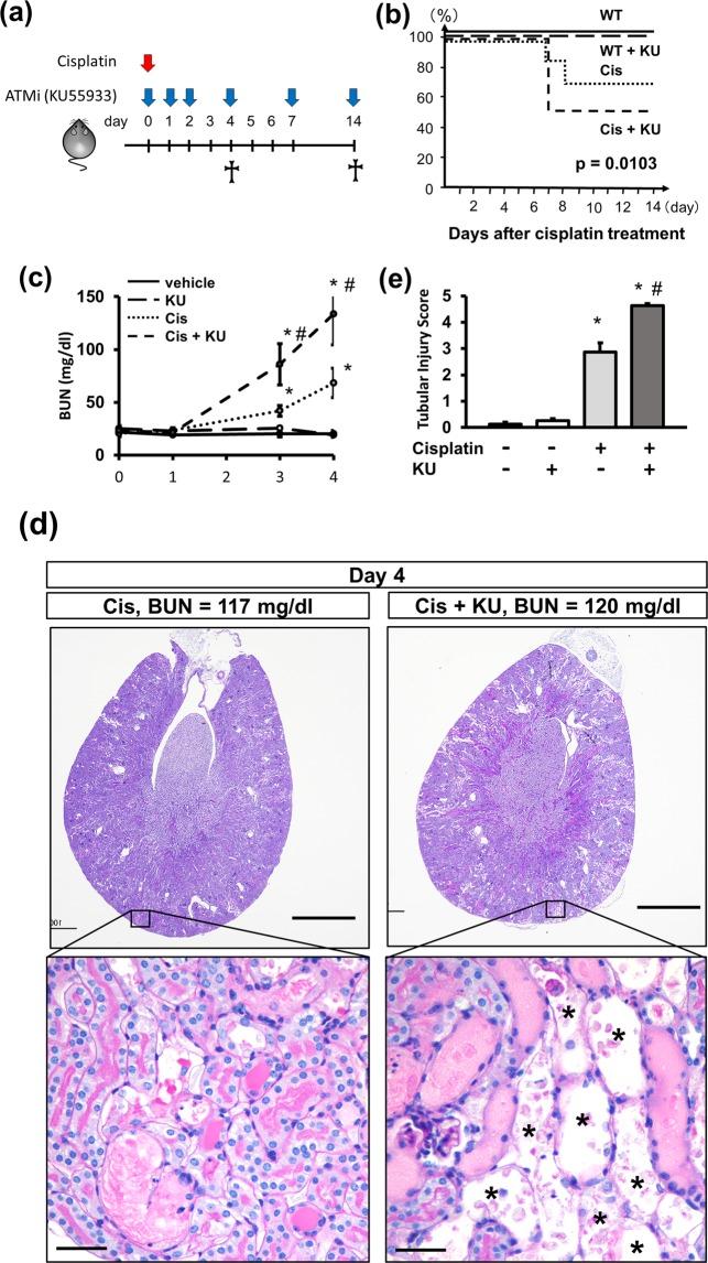 https://cdn.ncbi.nlm.nih.gov/pmc/blobs/ab61/7064514/ffb9051e15a5/41598_2020_61456_Fig1_HTML.jpg