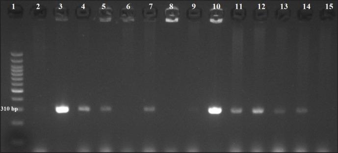 https://cdn.ncbi.nlm.nih.gov/pmc/blobs/ab63/11296189/9ca1dafef227/JAVAR-11-306-g004.jpg