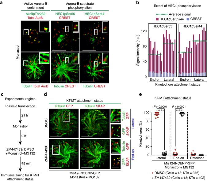 https://cdn.ncbi.nlm.nih.gov/pmc/blobs/ab63/5532248/a36805acd7d2/41467_2017_209_Fig1_HTML.jpg